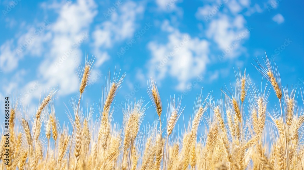 Fototapeta premium Field of golden wheat under a bright blue sky