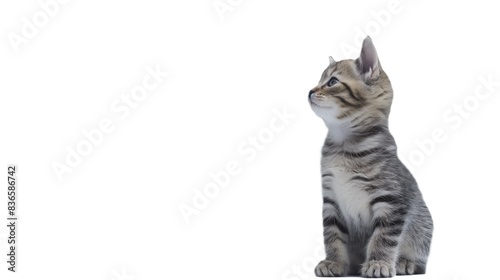 Against a clean white background, a curious cat stands poised, ready to pounce. Every detail of its fur and whiskers is accentuated