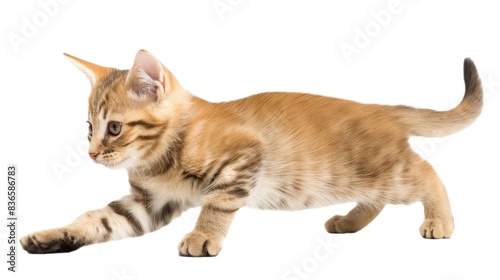 Against a clean white background, a curious cat stands poised, ready to pounce. Every detail of its fur and whiskers is accentuated
