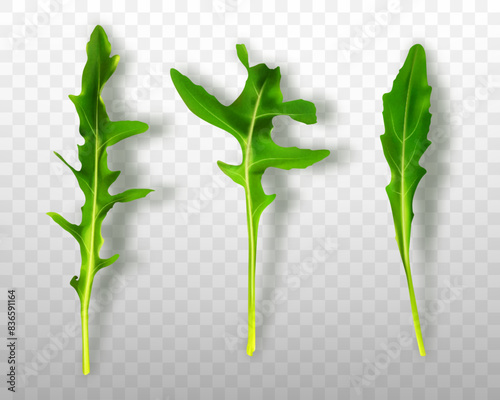 Green fresh rucola or arugula leaves isolated on transparent background