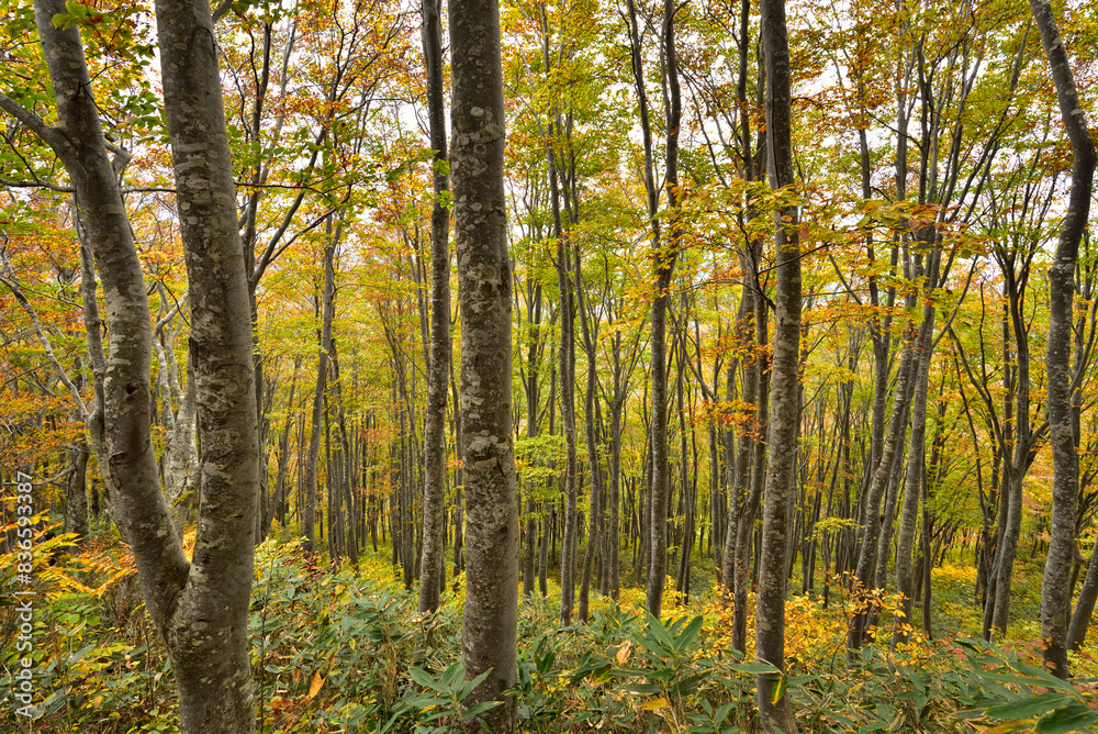 Fototapeta premium Climbing Mount Makihata, Niigata, Japan