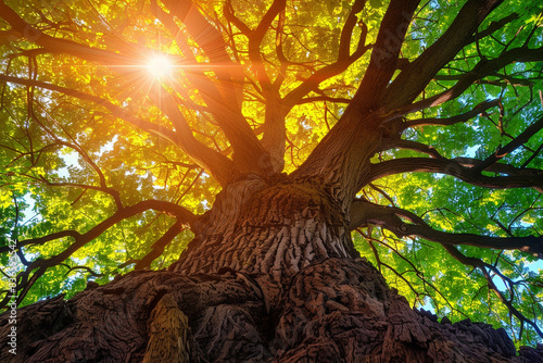 A beautiful big tree with the sun shining through it, looking up from below at the bright light on a sunny day. Nature photography showing green leaves and rainbow colors in a wide angle shot.