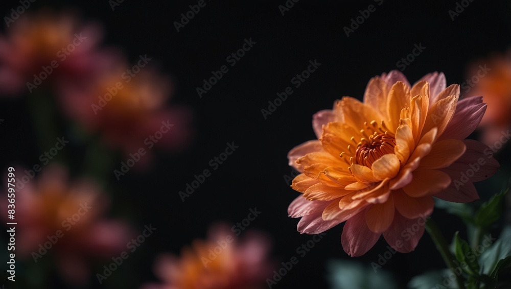 A pink and orange close-up of a flower on a black background with a blurred center. A pink and orange close-up of a flower on a black background with a blurred center.
