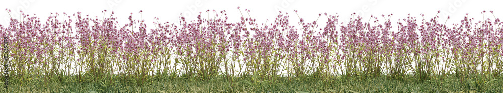 Fototapeta premium Wild flowers, grass field and meadow in nature, Tropical forest isolated on transparent background - PNG file, 3D rendering for create and design