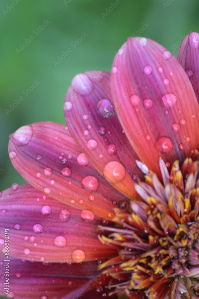 Obraz premium Macro texture of flower with rain droplets