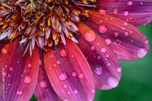 Macro texture of flower with rain droplets