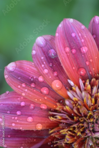 Macro texture of flower with rain droplets