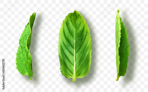Vector fresh mint leaves on a transparent background