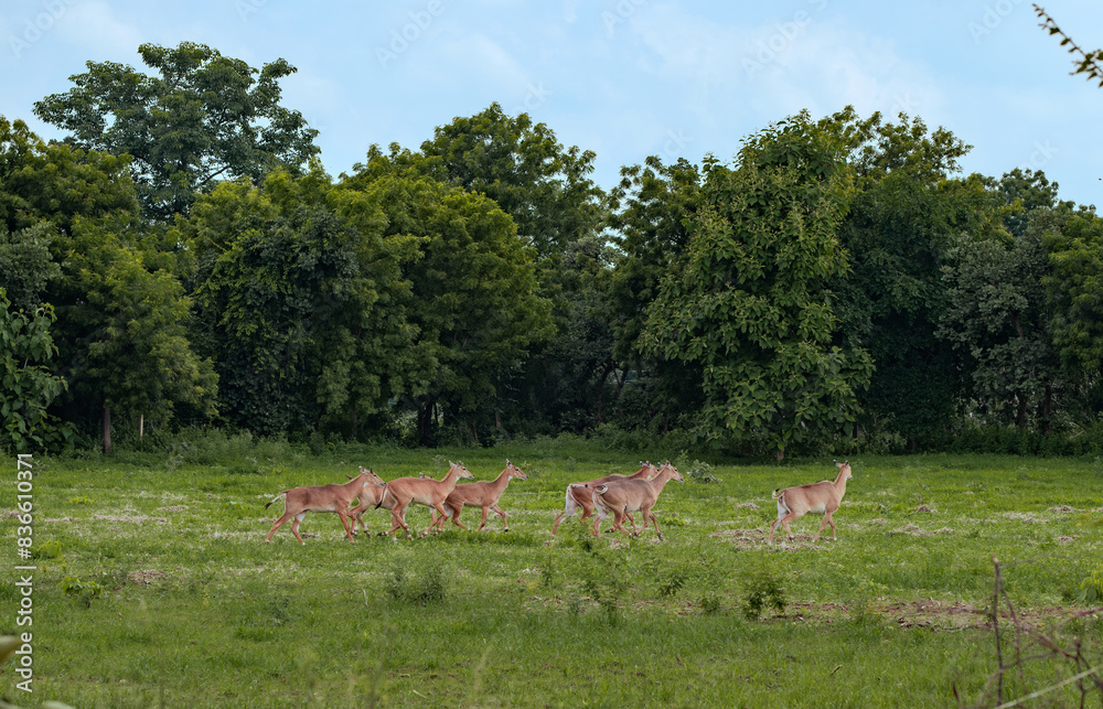 A herd of nilgai / antelopes in a farm A herd of nilgai / antelopes in a farm
