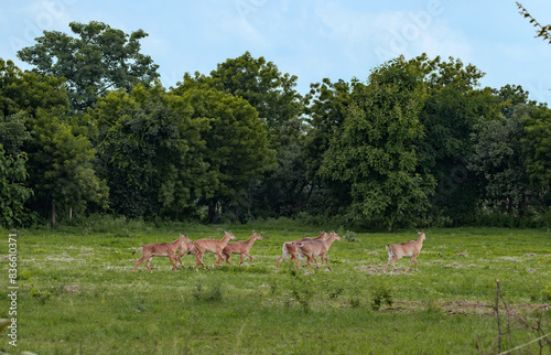 A herd of nilgai / antelopes in a farm 