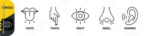 5 five types sense. Нuman nervous system line icons color set. Eye, nose, ear, hand, mouth. Sight, smell, hearing, touch, taste concept. Vector 