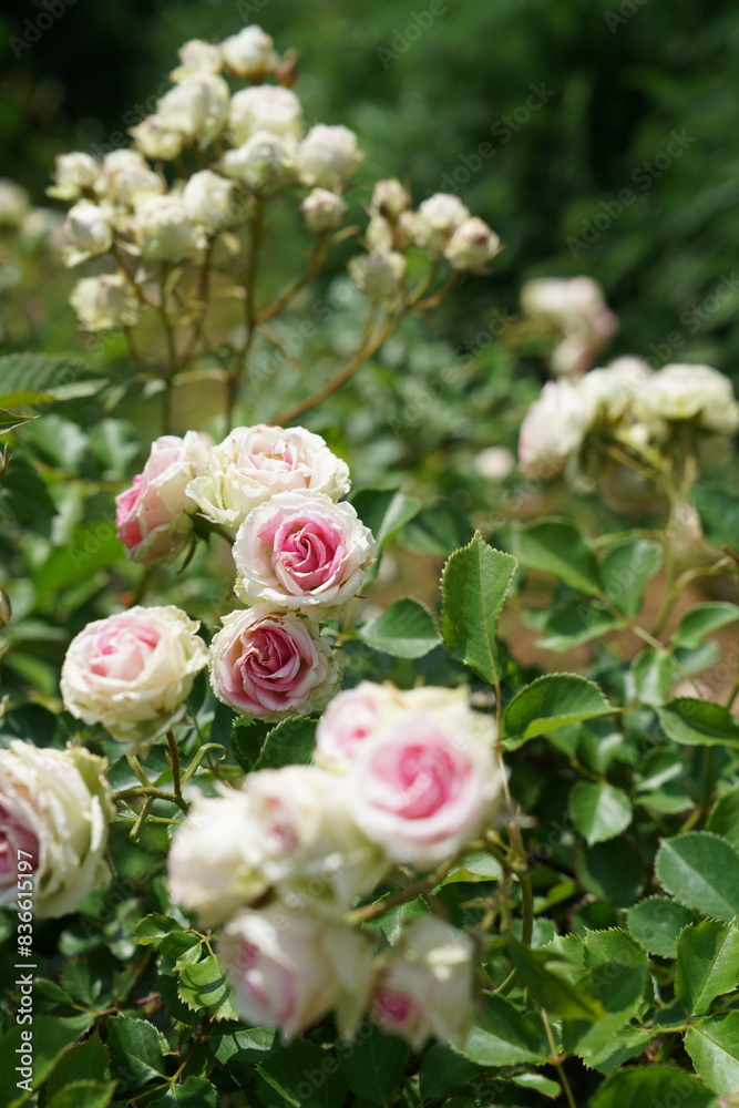 Light Pink Flower of Roses 'Mimi Eden' in Full Bloom
Light Pink Flower of Roses 'Mimi Eden' in Full Bloom