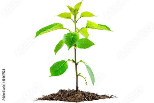 A vibrant green plant sapling growing from soil, symbolizing new life and growth on a white background. photo