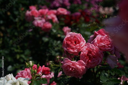 Pink Flower of Roses 'Magali' in Full Bloom
 photo