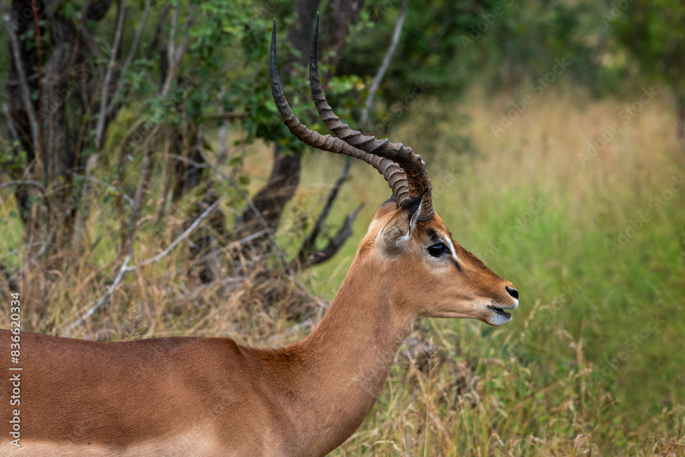 Adult male impala in the Kruger National Park, South Africa Adult male impala in the Kruger National Park, South Africa