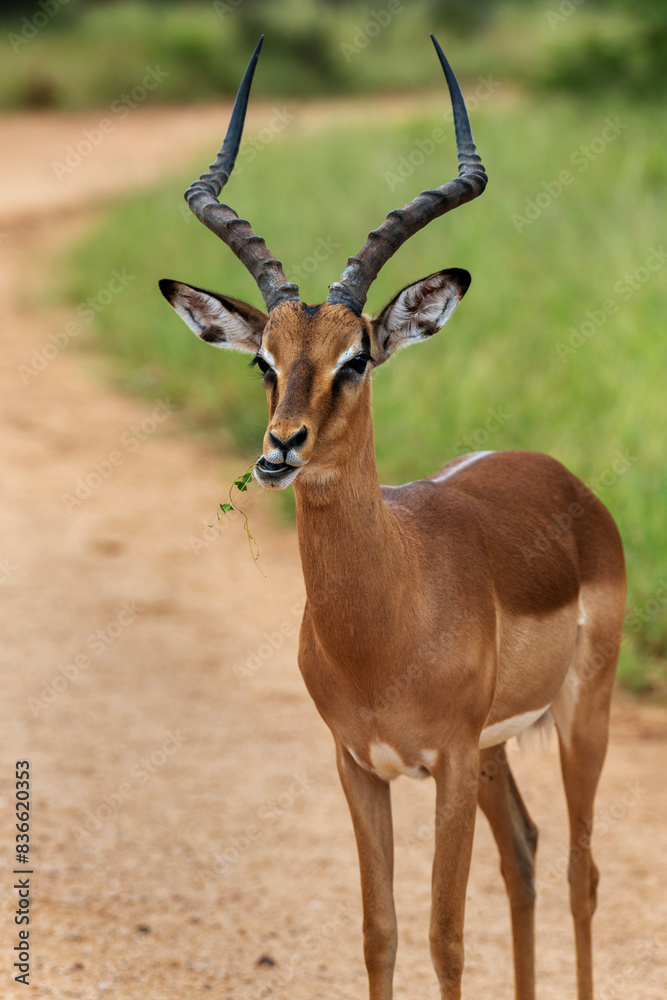 Adult male impala chewing leaves in the Kruger National Park, South Africa Adult male impala chewing leaves in the Kruger National Park, South Africa