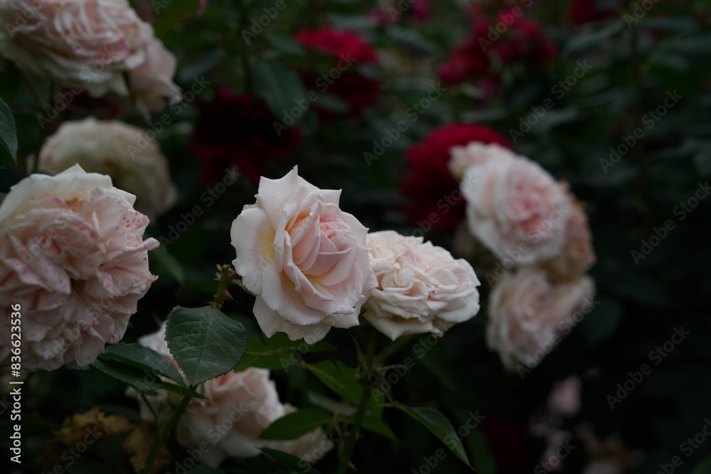 Faint Pink Flower of Roses 'Luminous Pillar' in Full Bloom
Faint Pink Flower of Roses 'Luminous Pillar' in Full Bloom