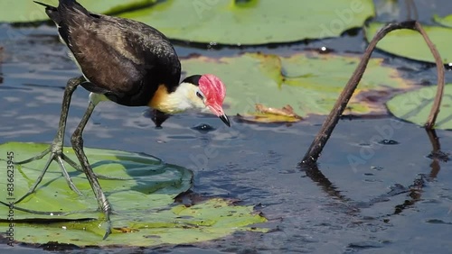 Comb-Crested Jacana (bird) walks on water by stepping on floating lily pads at wetland in the Northern Territory Australia photo