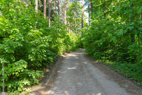 forest road with right turn