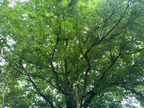 Valokuva Tamarind is a leguminous tree bearing edible fruit that is indigenous to tropical Africa and naturalized in Asia