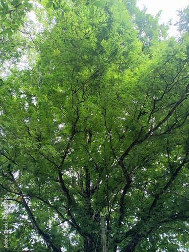 Valokuvatapetti Tamarind is a leguminous tree bearing edible fruit that is indigenous to tropical Africa and naturalized in Asia