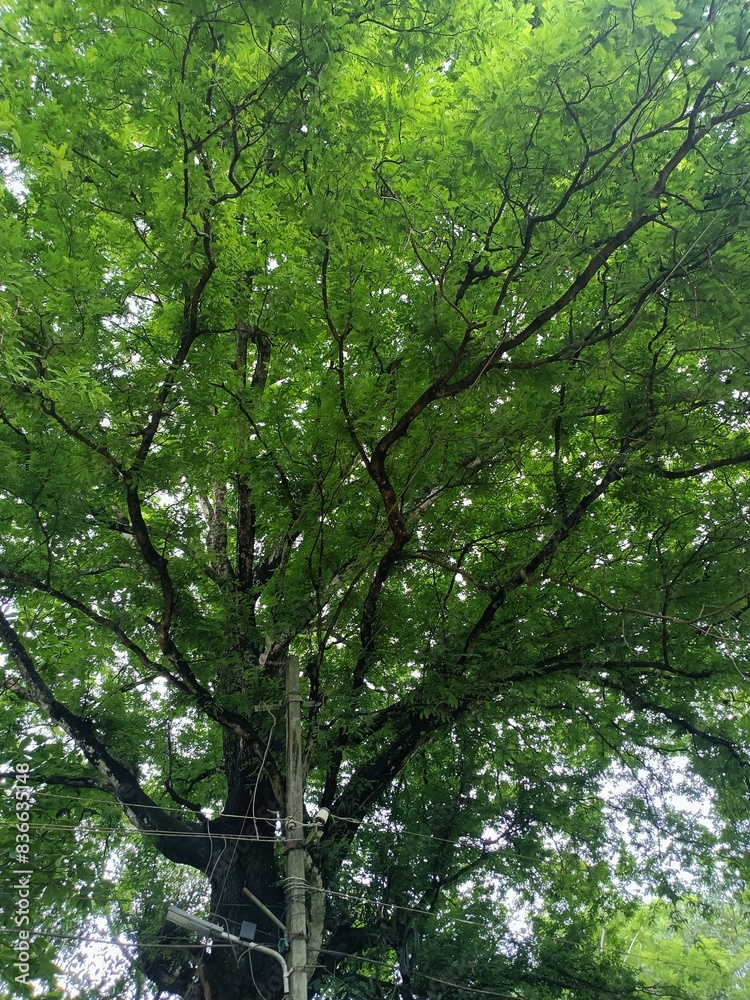 Tamarind is a leguminous tree bearing edible fruit that is indigenous to tropical Africa and naturalized in Asia. Tamarind is a leguminous tree bearing edible fruit that is indigenous to tropical Africa and naturalized in Asia.
