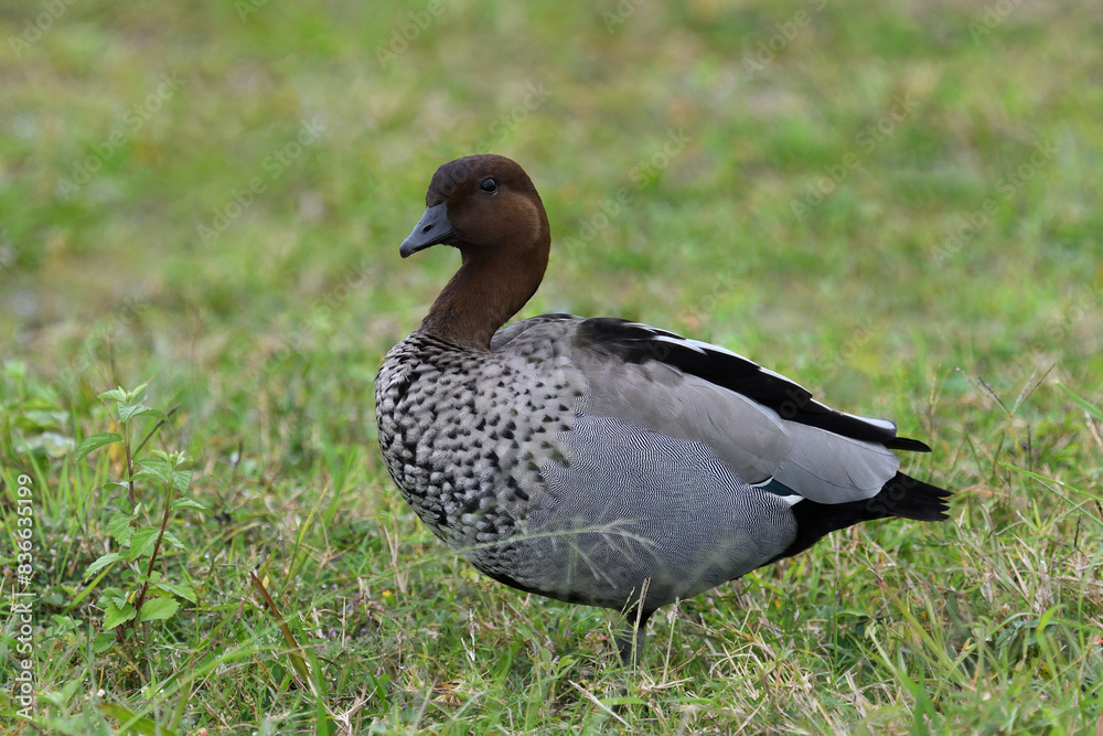Adult male Australian Wood Duck -Chenonetta jubata- on ground short grass looking to camera soft light copy space Adult male Australian Wood Duck -Chenonetta jubata- on ground short grass looking to camera soft light copy space