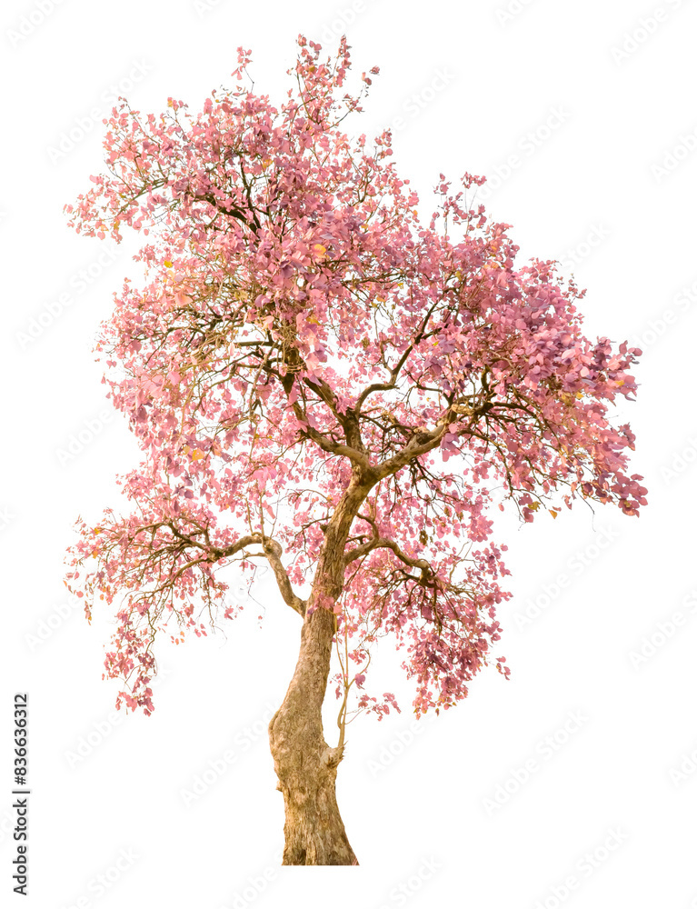 Obraz premium Blooming Pink Tree on White Background