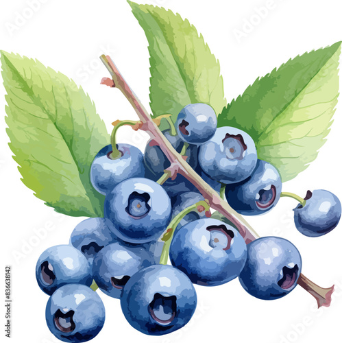 Watercolor blueberry clipart design illustration