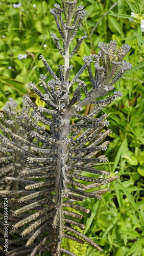 Kalanchoe delagoensis known as Bryophyllum delagoense or mother of millions or chandelier plant photo