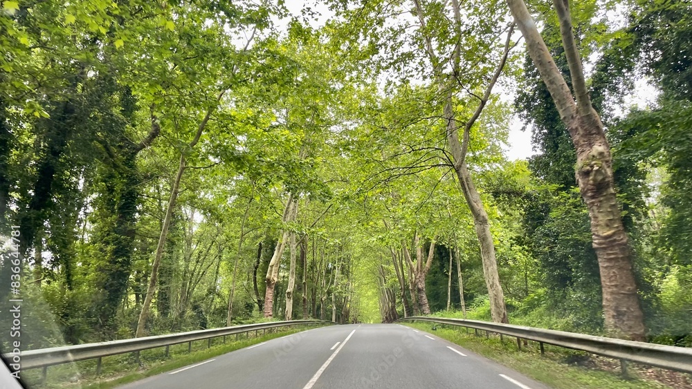 Obraz premium road in the forest