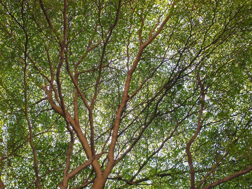 Fototapeta premium Ivory Coast almond, Black Afara, large dry deciduous tree