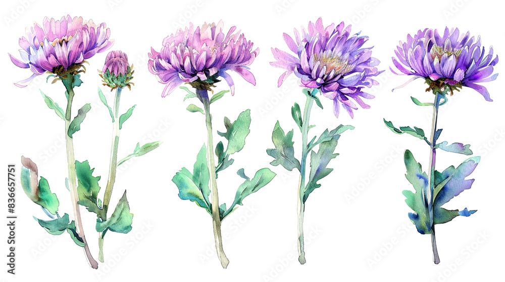 Watercolor Collection of Freesia Isolated on White Background - Vibrant Floral Illustrations in Four Photo Set Watercolor Collection of Freesia Isolated on White Background - Vibrant Floral Illustrations in Four Photo Set