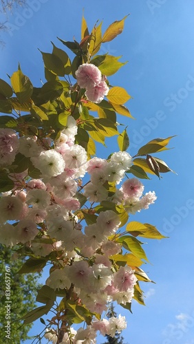 cherry tree blossom