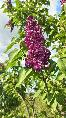 purple lilac flowers