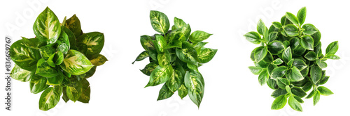 Top View of Houseplant Set Isolated on Transparent or White Background, PNG