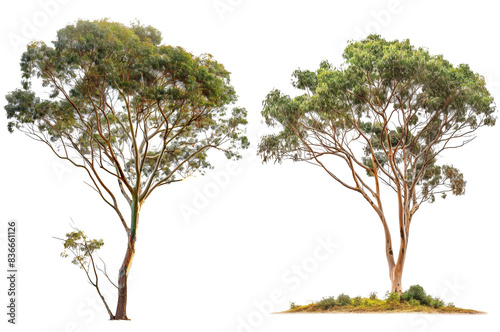 Side View of Eucalyptus Globulus Tree Isolated on Transparent or White Background, PNG