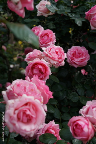 Light Pink Flower of Roses 'History' in Full Bloom
