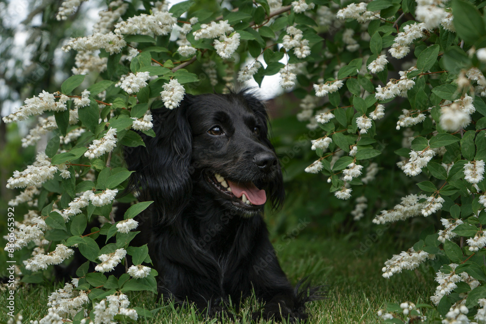 Markiesje black spaniel dog sitting in white flowers Markiesje black spaniel dog sitting in white flowers