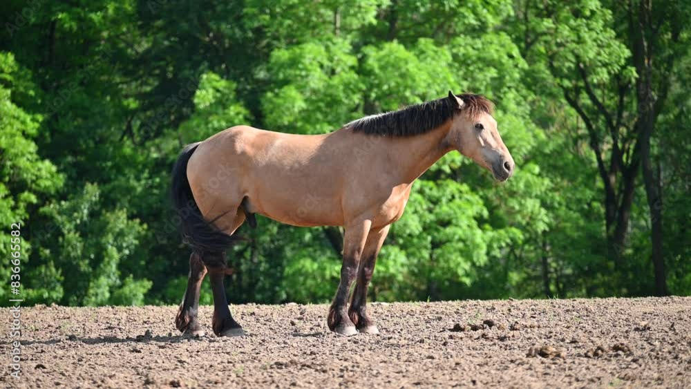 A beautiful horse is grazing on a green meadow on a sunny day. Concept for animals and nature. A beautiful horse is grazing on a green meadow on a sunny day. Concept for animals and nature.