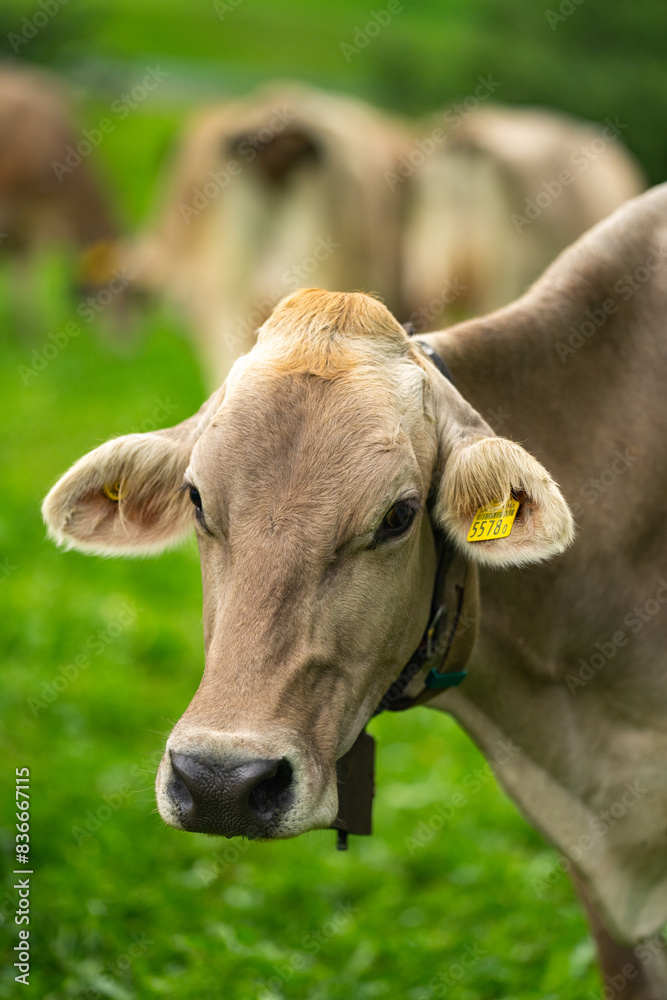 Cow in alpine meadow. Beefmaster cattle in green field. Cow in meadow. Pasture for cattle. Cow in the countryside. Cows graze on summer meadow. Rural landscapes with cows. Cows in a pasture. Cow in alpine meadow. Beefmaster cattle in green field. Cow in meadow. Pasture for cattle. Cow in the countryside. Cows graze on summer meadow. Rural landscapes with cows. Cows in a pasture.