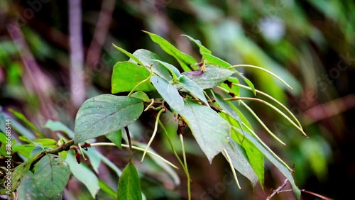 Sirih hutan (sirihan, piper aduncum, spiked pepper, spiked pepper, matico). This plant was used for stopping hemorrhages and treating ulcers photo