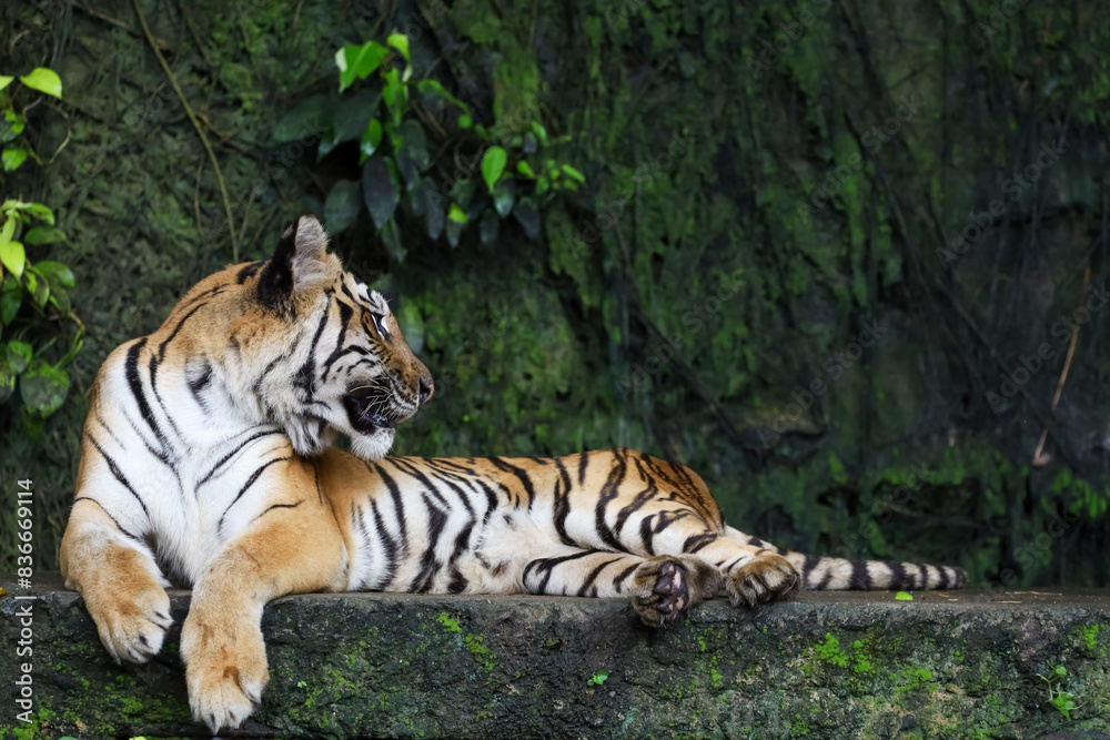 Close up Indochinese tiger is beautiful animal and dangerous in forest Close up Indochinese tiger is beautiful animal and dangerous in forest