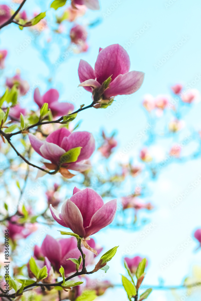 Pink magnolia flower close-up in botanical garden Pink magnolia flower close-up in botanical garden
