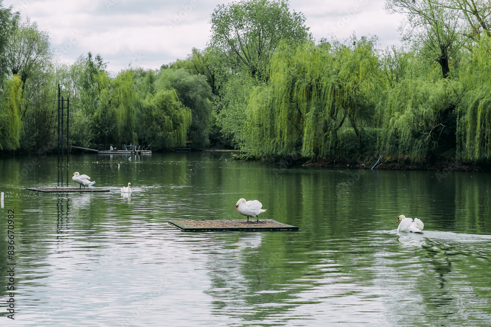 White swans swim in a large lake White swans swim in a large lake
