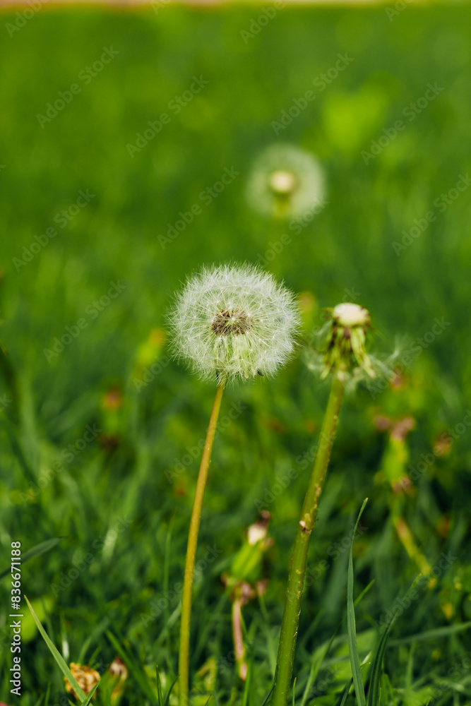 Dandelions close-up on a green lawn