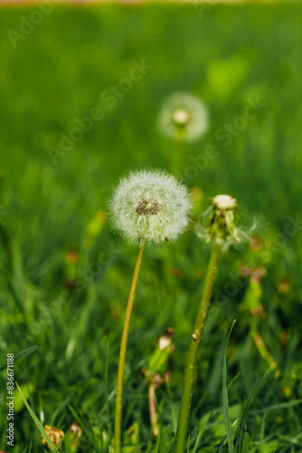 Dandelions close-up on a green lawn