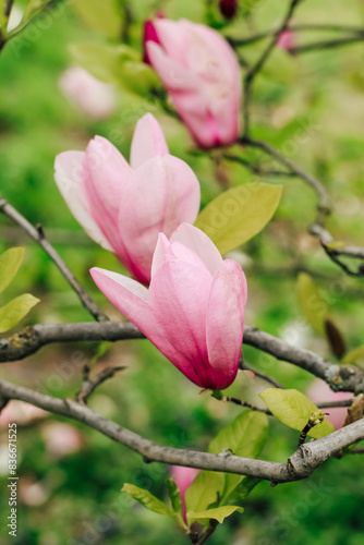 Pink magnolia flower close-up in botanical garden