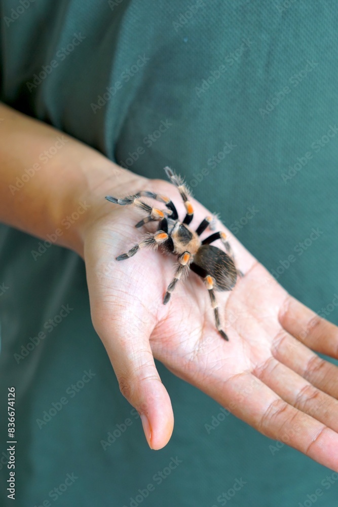 Obraz premium Holding Brachypelma boehmi tarantula by hand