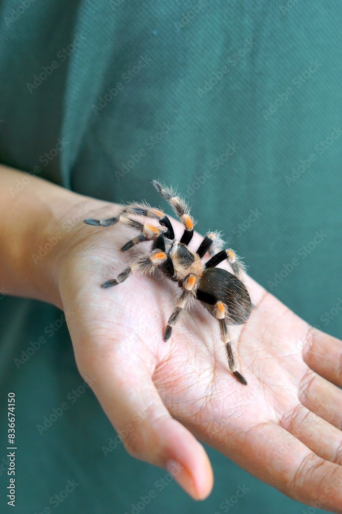 Obraz premium Holding Brachypelma boehmi tarantula by hand
